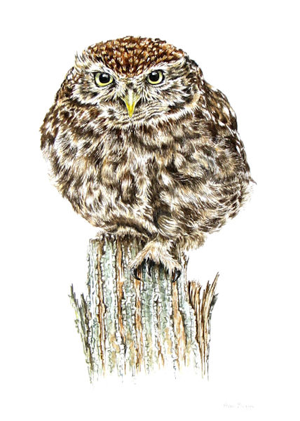 Little Owl